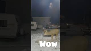 Look at the antler! Wow!!! #shorts #wildlife #animals #deer #snow #winter #canada