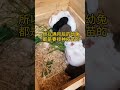 肉兔养殖 rabbit pets 为什么兔子总是养不活？每次都是很认真的去喂？到底是什么原因引起的？ 三农 养兔 兔子养殖