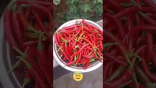 വറ്റൽ മുളക് എങ്ങനെ ഉണ്ടാക്കാം |how to make red chilli |Mpgarden malayalam