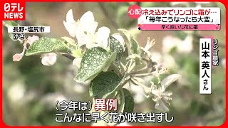 【きょうの1日】関東やや寒い1日に…  長野では“冷え込み”でリンゴに霜の被害