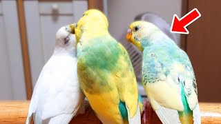 夫婦の間に割って入る子供たち/セキセイインコ家族/生後5ヶ月目の幼鳥