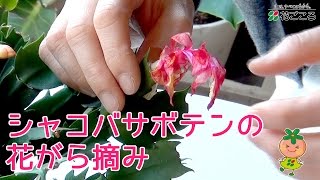 シャコバサボテンの花がら摘み【ガーデニング】