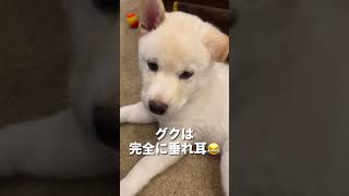 【生後64日目】どうしても片耳だけ垂れる子犬 #Shorts