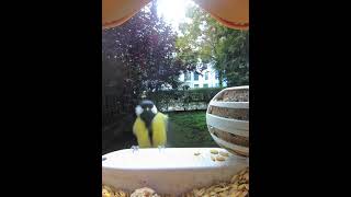 Kohl- und Blaumeisen beim Besuch in unserem Vogelhäuschen (Bird Buddy)