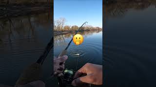 Catfish Smacks My Trout Bait While Trout Fishing! #Shorts 🫢🤦‍♂️😆🎣