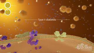 Pancreas insulin creation - 3D video
