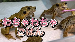 【わちゃわちゃごはん】ミヤコヒキガエル にごはんをあげたらこうなった★