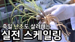 10편 여름에 안 죽이려면~ 4번은 정독 해야~    [명장,다육,난초,주식,재테크]