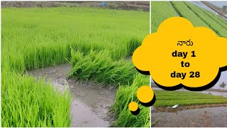 glimpse of kharif narumadi from day @1 to day @28 | paddy nursery