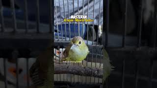 Masteran Burung #Kacer - #Muraibatu