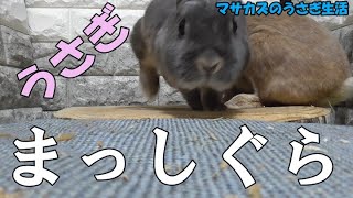 うさぎの親子が手作りおやつを食べた反応!　嫌いなものは何？