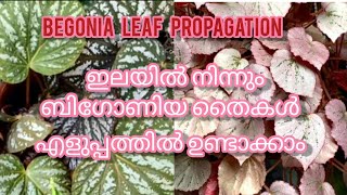 ഒരൊറ്റ ഇല മതി ബിഗോണിയ തൈ പിടിപ്പിക്കാം #garden #plants #gardentour