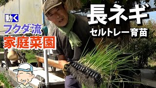 【家庭菜園】長ネギもセルトレー育苗　落とし植え　板で支え