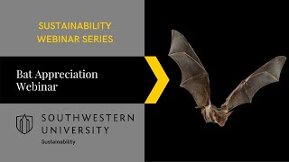 Bat Appreciation Webinar