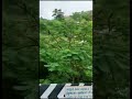 malwadi gundam waterfalls rainyseason tirupati viral ytshorts