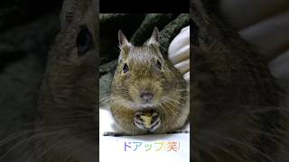 デグーがカメラ目線でごはんを食べるよ🍚 #animal #funny #デグー