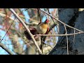 Female Northern Cardinal Courtship Display