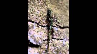 Green Salamander Footage