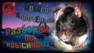 Память | Разборки, по крысиному. (Fancy Rats | Декоративные крысы)