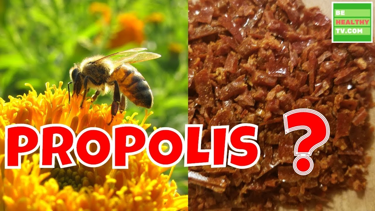 What Is BEE PROPOLIS Health Benefits Of Bee Propolis - YouTube