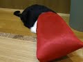 なぜ？猫は狭い所が好きなのか？