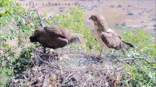 איך בולעים זיקית לעזאזל - Israel Raptor Nest Cam