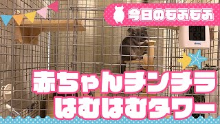 もふもふ！赤ちゃんチンチラ、はむはむタワー！