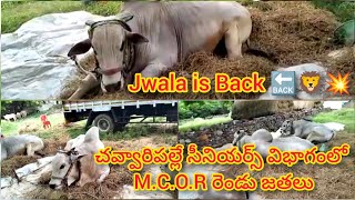 🦁💥Jwala is 🔙 M.C.O.R BULLS చవ్వారిపల్లే సీనియర్స్ విభాగానికి వచ్చిన చంద్రఓబుల్ రెడ్డి గారి గిత్తలు💥🦁