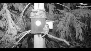 CJ Wildlife/Vivara Webcams - 14.03.17 (Ext With Red Squirrel)