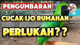 Pengumbaran cucak ijo lomba dan rumahan, PERLUKAH?