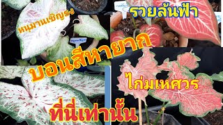 บอนสีโบราณหายาก หนุมานเชิญธง ศรีมหาโพธิ์ ไก่มเหศวร รวยล้นฟ้า