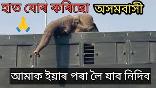 অসমৰ পৰা ২৩ টা  হাতী বিক্ৰী হৈ গল বাহিৰলৈ😡আৰু কি থাকিল অসমৰ সম্পদ বিক্ৰী কৰিবলৈ শেষ কৰিলে  চৰকাৰে😡