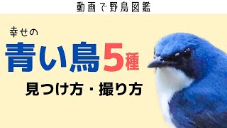 《見つけたら幸せ確定》日本で見られる青い鳥を5種解説！見つけ方・撮り方【動画で野鳥図鑑】