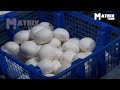 🍄 inside northway mushroom farm mushroom growing u0026 harvesting modern agriculture technology ▶40