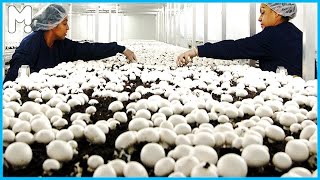 🍄 Inside Northway Mushroom Farm - Mushroom Growing \u0026 Harvesting - Modern Agriculture Technology ▶40