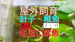 屋外飼育、針子・稚魚、冬迄に成魚