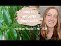 How To Air Layer Propagate Plants | Umbrella Tree + Schefflera Cutting Update