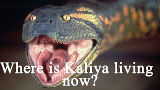 SPL 0096) Where is Kaliya living  now?