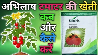 Abhilash Tomato Ki Kheti Kaise karen | अभिलाष टमाटर की खेती कैसे करें | अभिलाष टमाटर की वैराइटी