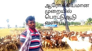 ஆரோக்கியமான முறையில் பொட்டு ஆடு வளர்ப்பு// Semmari Goat valarppu