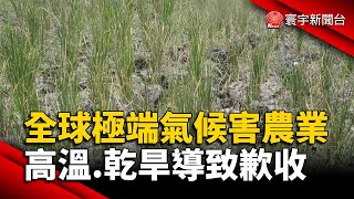 全球極端氣候害農業 高溫.乾旱導致歉收｜#寰宇新聞 @globalnewstw