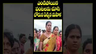 పంటలను చూసి వెక్కివెక్కి ఏడ్చిన మహిళా రైతు # Mahila Farmer #shorts