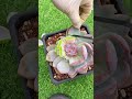 useful tips for succulents 🪴 다육이들 suculentas 多肉植物 succulents