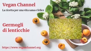 Vegan Channel - Germogli di lenticchie