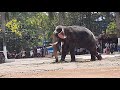 musthelephant in chains ഇടഞ്ഞ കൊമ്പൻ കൂച്ചുവിലങ്ങിൽ ഒളരിക്കരകാളിദാസൻ olarikarakalidasanin angry