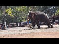 musthelephant in chains ഇടഞ്ഞ കൊമ്പൻ കൂച്ചുവിലങ്ങിൽ ഒളരിക്കരകാളിദാസൻ olarikarakalidasanin angry