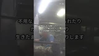 【孵卵場】犠牲者はあなたが食べる鶏だけではない【ニワトリ/ヒヨコ】