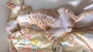 大胆な寝相の茶トラ子猫。Kitty cat of bold sleeping posture.