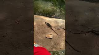 இலங்கை மிருகக்காட்சிசாலை😱🔥#trending #shorts #zoo #funny #vijithavlog