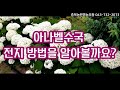 정원수국추천 아나벨수국 전지방법 키우기쉬운 수국